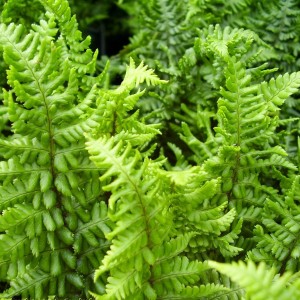 Narecznica 'Crispa Congesta’ (Dryopteris affinis)